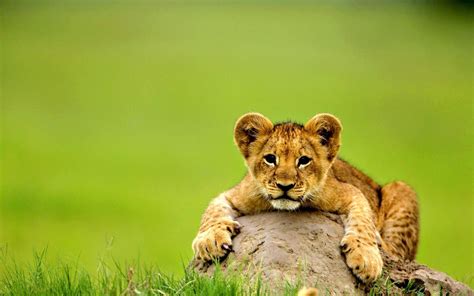 Free download Cute lion baby animal wallpaper HD Wallpapers Rocks ...