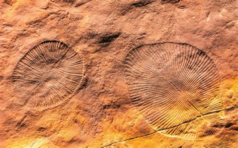 Ediacaran fossils in the Ediacara Hills, Flinders Ranges - IUGS