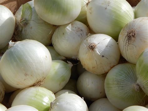 1920x1080 wallpaper | white onions | Peakpx