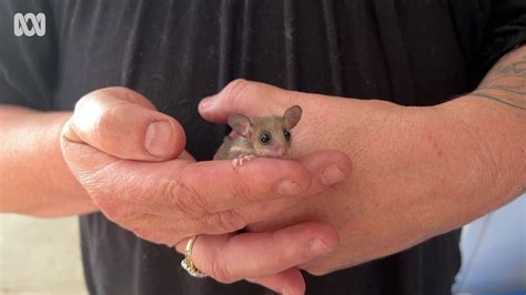 Esperance wildlife carers prepare to release rescued pygmy possums - ABC News