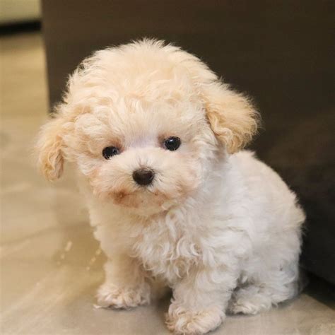 a small white dog sitting on top of a floor