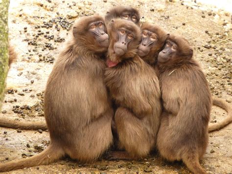 Five Monkey Huddled Together Outdoor during Daytime · Free Stock Photo