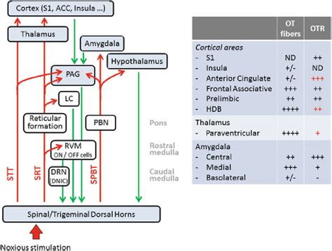 Simplified diagram of major pain pathways and of key structures of the... | Download Scientific ...