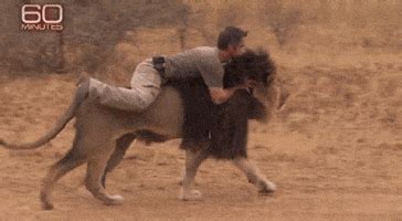 Animals Riding GIFs - Find & Share on GIPHY