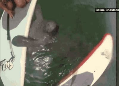 Video: Manatee Hangs Out with Girls on Paddleboards on Make a GIF