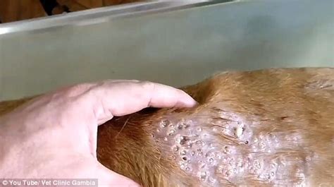Disgusting moment vet squeezes maggots from dog's skin | Daily Mail Online
