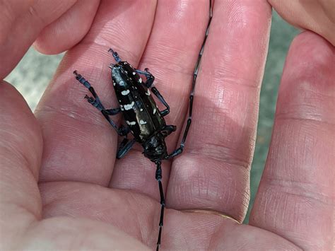 Asian Long-horned Beetles Invading the Lowcountry - Edisto Island Open Land Trust, South Carolina