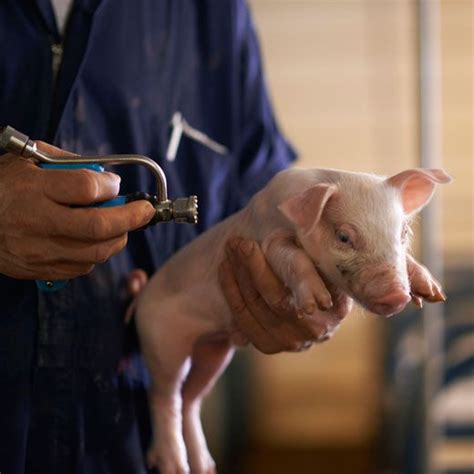 The farms at Seaboard Foods use a needless injection to treat piglets. The pig pictured below is ...