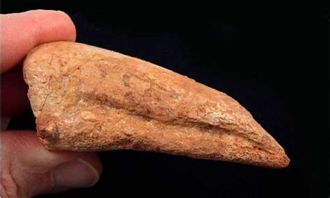 Scientists restore part of rare dinosaur's fossil | World News – India TV