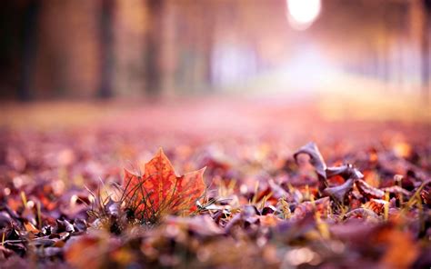 Wallpaper : sunlight, fall, leaves, depth of field, nature, morning, color, autumn, leaf, flower ...