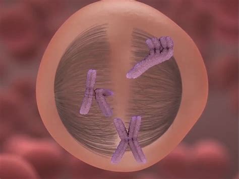 Nondisjunction Animation