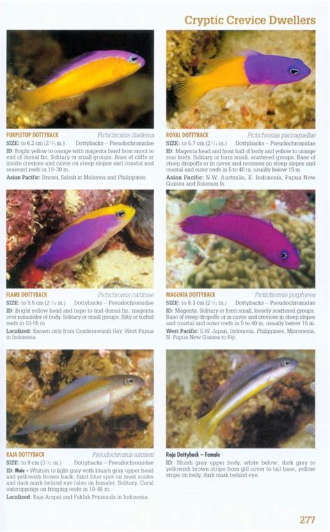 Reef Fish Identification: Tropical Pacific | NHBS Field Guides & Natural History