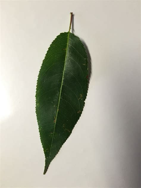Black Cherry - Leaf | 식물, 사진