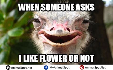 Ostrich Meme - Animal Spot