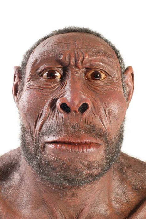 Homo erectus the first chef of humanity