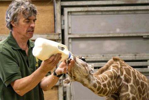 More milk today? Bottle-fed baby giraffe can drink six litres