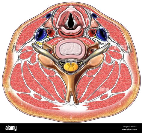 Neck features hi-res stock photography and images - Alamy