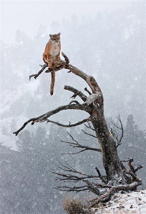 19 Magical Photos of Animals In Winter | Bored Panda