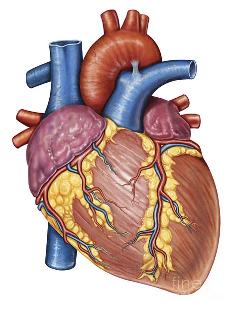 Heart Anatomy Diagram Unlabeled