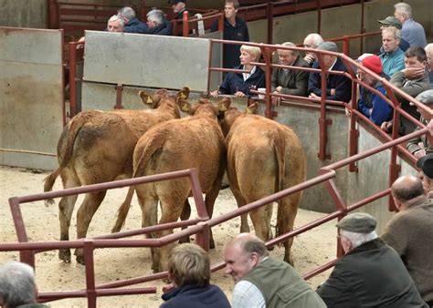 Longtown Mart Store Cattle Sale Report - 16th August 2014