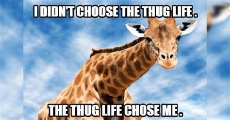 12 Giraffe Memes Best Paired With A Tall Glass Of Humor | Baby memes, Animal memes, Memes