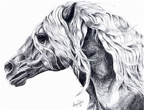 Wild Horse Sketch at PaintingValley.com | Explore collection of Wild ...