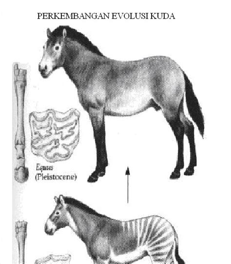 BIOLOGI GONZAGA: EVOLUSI KUDA