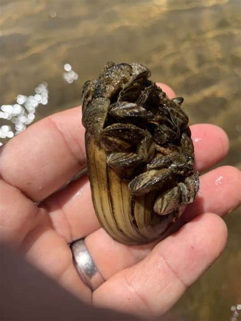 Zebra and Quagga Mussels | Frontenac Arch Biosphere