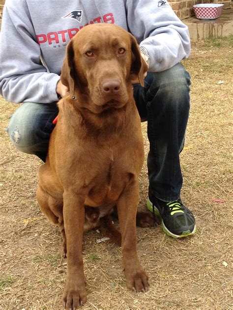 45+ Brown Bloodhound Lab Mix - l2sanpiero