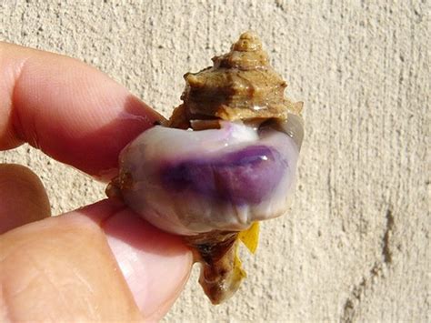 Smelly Snails And Deep Purple: This Ancient Dye Costs, 57% OFF