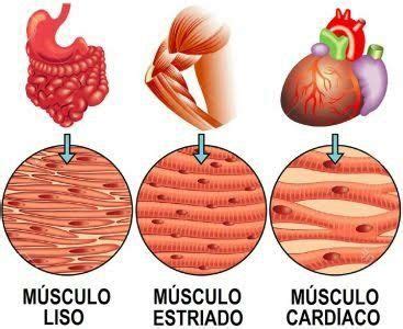 Tipos de músculos | Tissue types, Types of muscles, Medical school studying