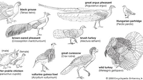 Galliform | order of birds | Britannica