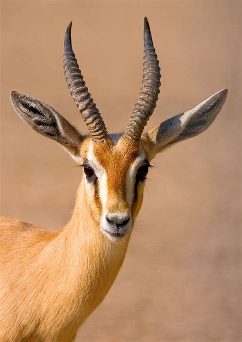 TrekNature | Dorcas Gazelle Photo | Desert animals, Majestic animals ...