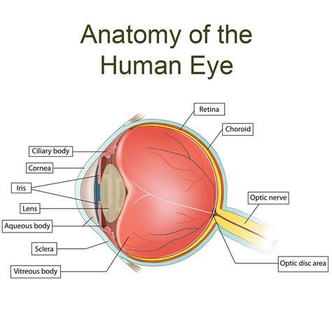 Which Parts of the Eyes Are Associated with Which Eye Diseases ...