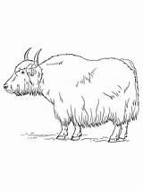 Yak coloring Pages sketch template