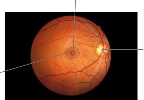 Retina Diagram | Quizlet