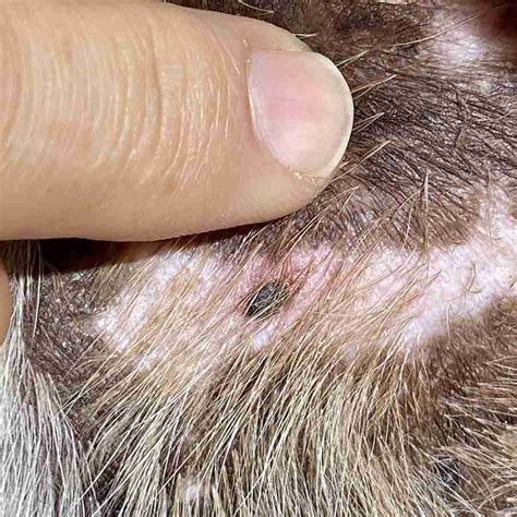 Squamous Cell Carcinoma In Dogs Skin Cancer Types Causes And Treatment | Images and Photos finder