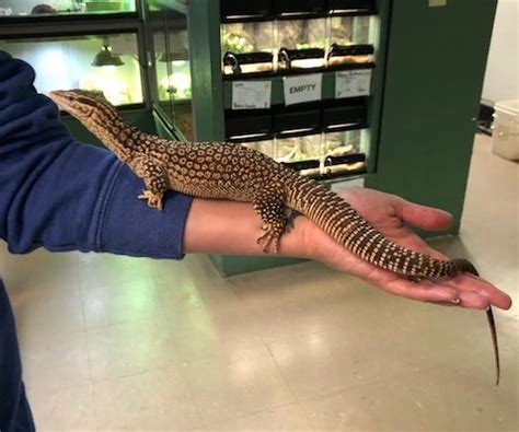 z OUT OF STOCK - YELLOW ACKIE MONITOR ADULT, Varanus Acanthu