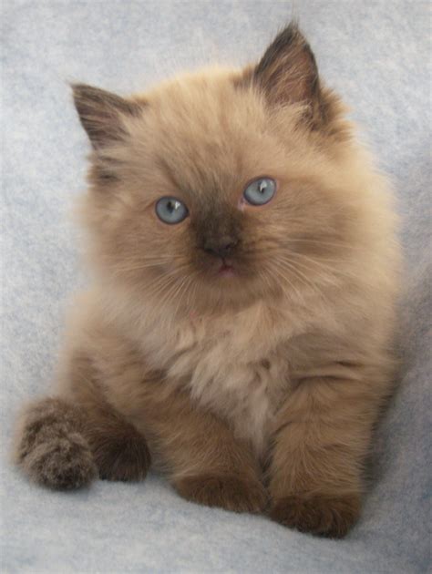 Ragdoll Fluffy Cat Breeds - Pets Lovers