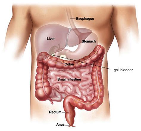 Health Care: Human Abdomen Anatomy Pics