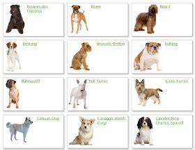 All List Of Different Dogs Breeds: Dog Breeds List With Picture