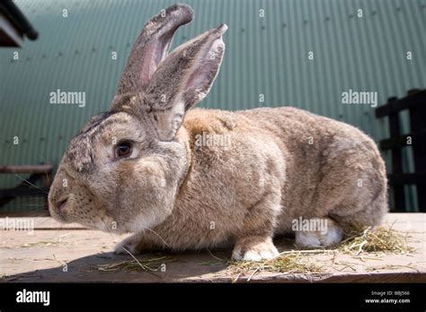 Continental Giant Rabbit Stock Photo - Alamy