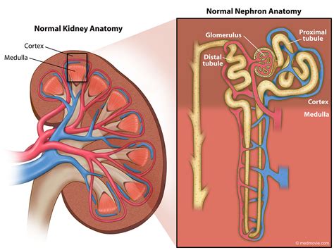 The Anatomy Of The Kidney And Its Major Vessels Label - vrogue.co