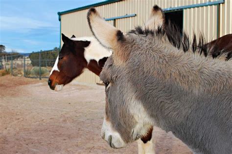 The 7MSN Ranch: Saturday encore ~ Hell hath no fury like a horse scorned