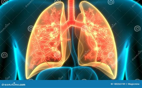 Organs In Respiratory System