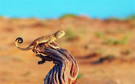 Lizard Tree Stump Desert Hd Wallpaper | Best Wallpapers HD Gallery