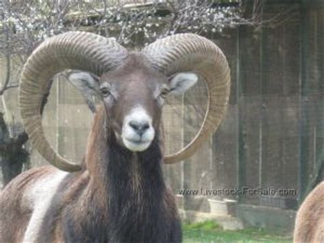 European Mouflon Sheep