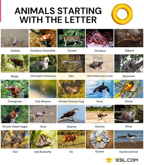 141 Animals that Start with O in English • 7ESL