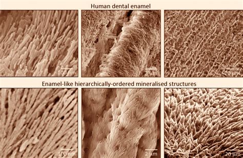 Researchers Develop New Mineralized Materials that Could Regenerate ...