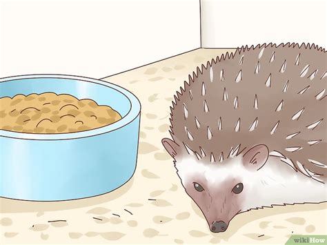 How to Take Care of a Hedgehog: Feeding, Housing, & More